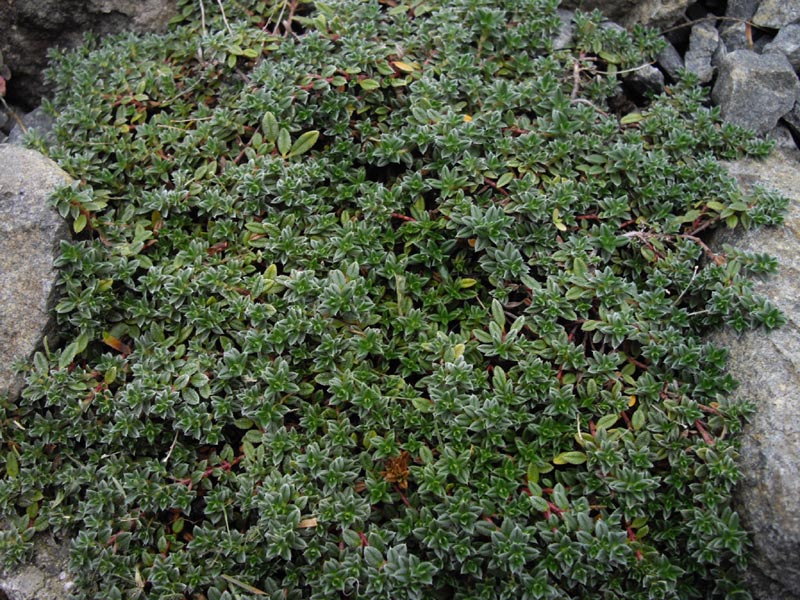 Helianthemum alpestre photo